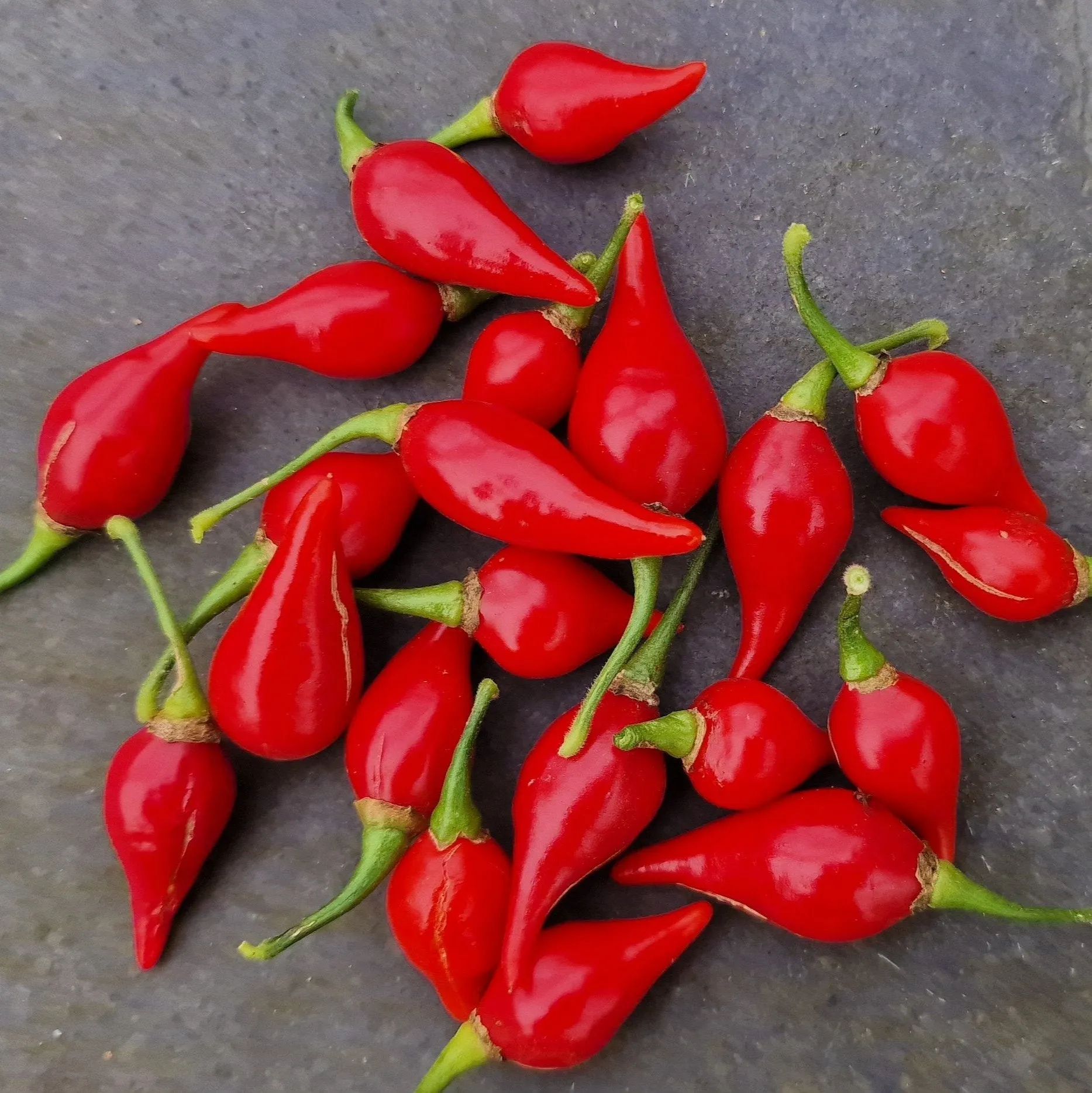 Biquinho Red chilli seeds