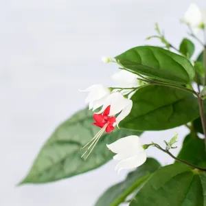 Bleeding Heart Vine